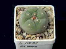 Живой Кактус пейот лофофора (Lophophora frici)