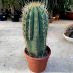 Живой кактус san pedro Trichocereus pachanoi