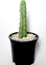 Живой Кактус Trichocereus Bridgesii (Achuna cactus)