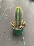 Живой кактус Peruvian Torch (Кактус Перувиан Торч, Trichocereus peruvianus)