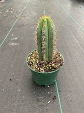 Живой кактус Peruvian Torch (Кактус Перувиан Торч, Trichocereus peruvianus)