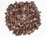 Семена Хвойник китайский (Ephedra Sinica) seeds